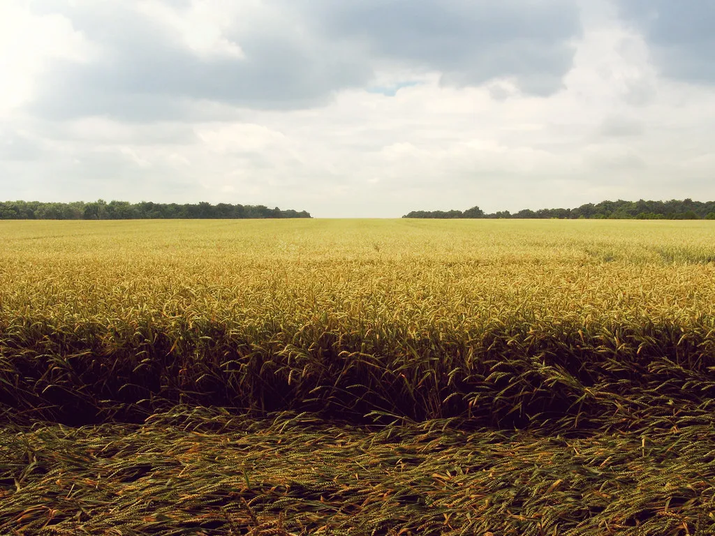 A ripe golden wheat field stretching to a line of trees under a cloudy sky