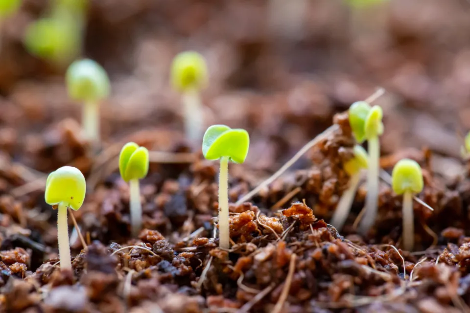 Young seedlings with their first leaves pushing up through dark soil