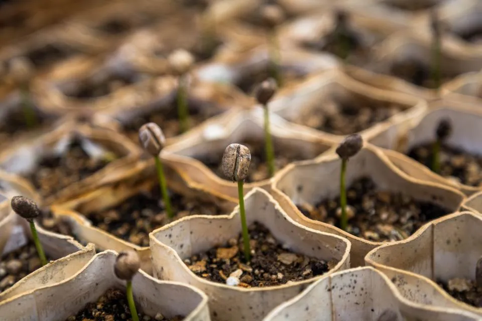Rows of germination trays with sprouting seeds in each cell